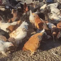 مرغ و خروس محلی|حیوانات مزرعه|سردشت, |دیوار