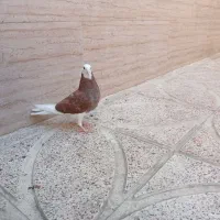 شازده قرمز