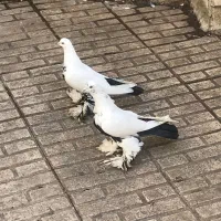 کومور گویروخ کبوتر دمسیاه الوان