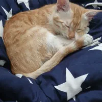 غذای گربه و خاک گربه وخود گربه|گربه|اراک, |دیوار