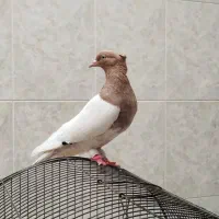 کفتر کله زرد