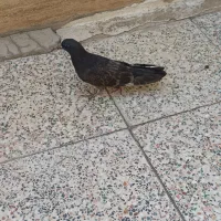فروش کبوتر