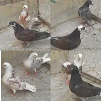 چهار جفت جوجه|پرنده|تهران, آهنگ|دیوار