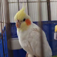 عروس هلندی نر سخنگو