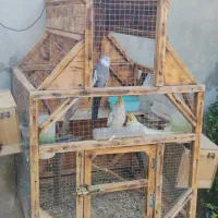 فروش قفس عروس هلندی با4عددعروس