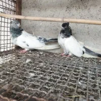 کبوتر کله دم سبز و طوقی نر|پرنده|قائم‌شهر, |دیوار