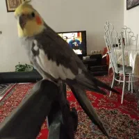 عروس هلندی نر سخنگو ۷ماهه|پرنده|فردیس, شهرک شهید حسینی|دیوار