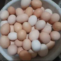 فروش تخم مرغ نطفه دار گلپایگان