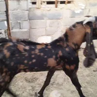 پازن تکاوری|حیوانات مزرعه|لامرد, |دیوار