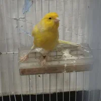 قناری نر مست مست بسیارکشیده