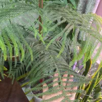 درخت مطبخ طبیعی|گل و گیاه طبیعی|بندر ماهشهر, |دیوار