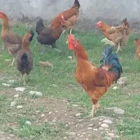 مرغ و خروس،بوقلمون،گوسفند و غاز و اردک