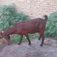 گوسفند بردار و گوسفند ابست توقلی وبره نر و بز|حیوانات مزرعه|آق قلا, |دیوار