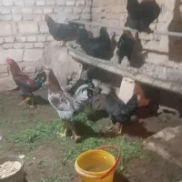 مرغ خروس محلی