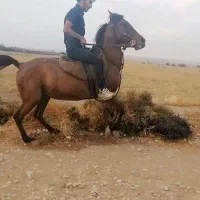 اسب مادیان کرد 9 ماه نیم آبستن