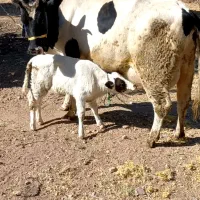 گاو گوساله اصیل نر ۲۵کیلو شیر|حیوانات مزرعه|کرمانشاه, |دیوار