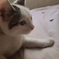 واگذاری رایگان بچه گربه