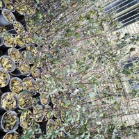 فروش انواع درخت و گل