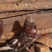 کفتردرجه یک.نوک ریز..|پرنده|کرمانشاه, |دیوار