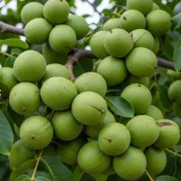 نهال مخصوص کم آبی مقاوم گردو بادام زرشک آرش