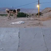 سگ نژاد قدیدم|سگ|انگوران, |دیوار