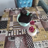 دوبچه گربه زیبا واهلی کاملا سالم وتندرست