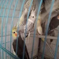 عروس هلندی مولد با جوجه وبدون جوجه|پرنده|رشت, سعدی (تختی)|دیوار