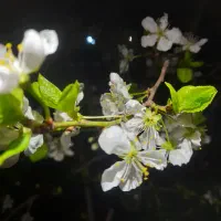 لوبیا چیتی درجه ۱