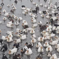 فروش اردک زنده