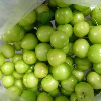 آلوچه تازه