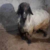 فروش قوچ بختیاری اصل تیشتر پازنی میش زاییده