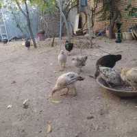 مرغابی مرغ جوجه|حیوانات مزرعه|خوی, |دیوار