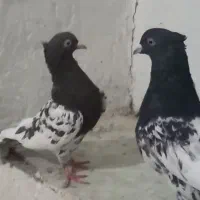 کبوتر