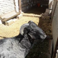 قوچ رومانوف اصیل