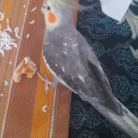 گم شون عروس هلندی