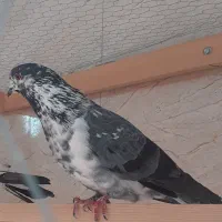 کبوتربچه های خط پایان|پرنده|لاهیجان, بازکیاگوراب|دیوار