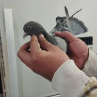 کبوتر|پرنده|رباط‌کریم, الارد|دیوار