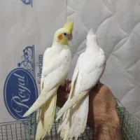 جوجه عروس هلندی خورموج|پرنده|خورموج, |دیوار