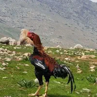 لاری|حیوانات مزرعه|بیستون, |دیوار