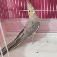عروس هلندی ماده آهویی با قفس سالم