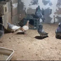 کبوتر|پرنده|ارم, |دیوار