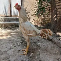 خروس لاری دونگ بالا