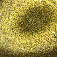 بذر یونجه|گل و گیاه طبیعی|پارس‌آباد, |دیوار