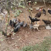 جوجه سی ساک مرغ شاخدار