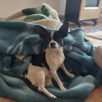 ماده شیهواوا سایز صفر اپل هد|سگ|یزد, |دیوار