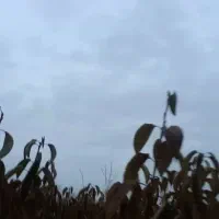 نهال گیلاس تکدانه رو پایه آلبالو بومی|خدمات باغبانی و درختکاری|تسوج, |دیوار