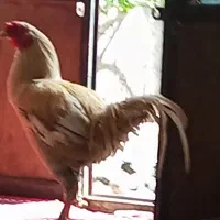 خروس دشتیاری و یک عدد مرغ محلی