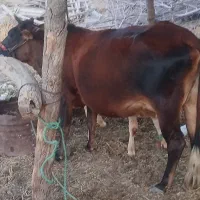 گاو و گوساله ماده