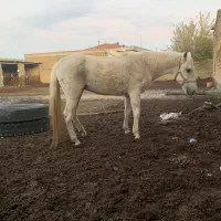 اسب‌مادیان ۶ ساله|اسب و تجهیزات اسب‌سواری|گرگان, |دیوار