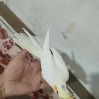 عروس هلندی ماده رام باقفس لوتینو معاوضه با مینا
